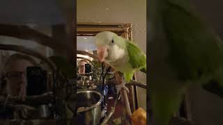 Bird Has A Fit!  Quaker Ollie is upset