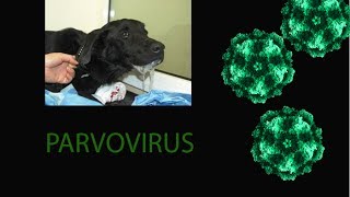 Parvovirus. Información simple para los dueños de los perros