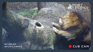 Lion Cub Cam Highlight | Lion Cub Chases Dad Up Log!