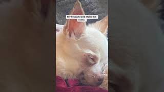 Tribute to olive: you spicy little Chihuahua￼