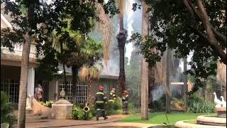 Palm tree catches fire