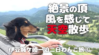 【犬連れ静岡伊豆旅行】愛犬と城ケ崎の自然を探検！城ケ崎海岸 吊橋 大室山 アジアンオールドバザール 静岡県城ケ崎一泊二日わんこ旅③旅するペットショップの売れ残りと元保護犬