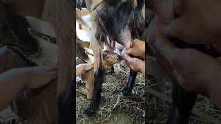 Tutor nyusuin anak kambing #fypシ゚viral #shorstvideo #trendingshorts #kambing #fypシ゚ #kambingetawa