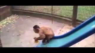 MACACO LIMPANDO ESCORREGADOR