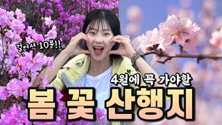 [4K] 만개직전!! 4월에 여기 꼭 가세요!!!! | 대구 와룡산