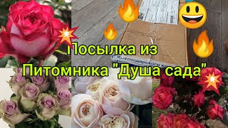 💥Посылка из питомника "Душа сада" 💥😃 Классные сорта😍👍! спасибо моим подписчикам, что рекомендовали💗😘