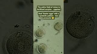 The entire field of vision in fertilized oocytes - zygotes!Real "Easter eggs"!!! #life #embryologist