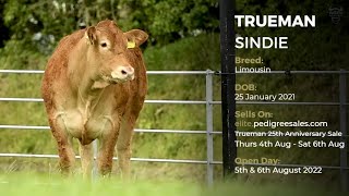 TRUEMAN SINDIE - Pedigree Limousin