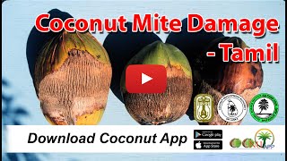 Coconut Mite Damage - Tamil