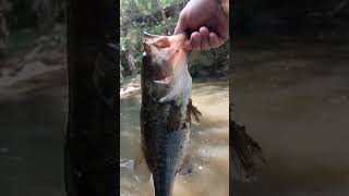 Another BIG creek bass on a live bluegill! #bass #creekfishing #fishing