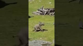 baby elephant #trendingshorts #viralvideo