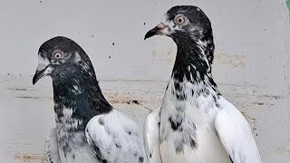 Cross joda lagaya hai #pigeon #kabutarbreedingtipsandtricks #kabootar #kabutar