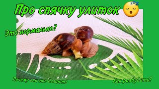 Спячка улиток | Как разбудить улитку? | Snails for you