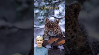 AI Avatar Fun Facts | Amur Leopard... | #shorts #aiavatar