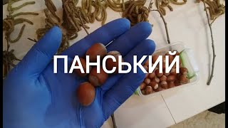 Фундук сорт Панський! Сильноврожайний та піддається формуванню на шпалері