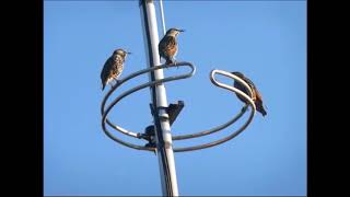 Aerial Starlings Sept 2018