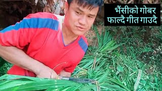 गाउँले जीबन काम गर्दै गीत गाउँदै village life / रेशम आले मगर / Resham Ale Magar