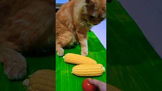 Sabar menghadapi kelakuan random babu #catvideos #kucinglucu #meong #kucing #kucingoren #shorts