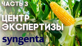 КУКУРУЗА | ОБЗОР ГИБРИДОВ | SYNGENTA |