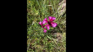 Orquídea  ( "Orchis papilionacea" )