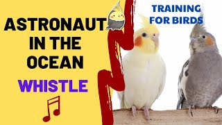 ASTRONAUT IN THE OCEAN with WHISTLE (Masked Wolf) - Cockatiel Songs - Whistle Training for Birds