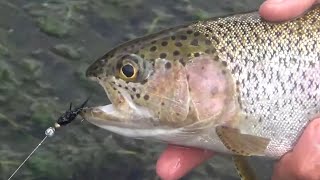 PESCANDO Truchas Arcoíris con MOSCA en Córdoba