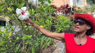 Steps in Controlling the Hibiscus Mite