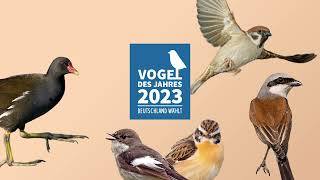 Der Feldsperling im Kandidatencheck - Wahl zum Vogel des Jahres 2023