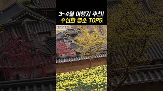 3월 4월 여행지 추천 수선화 명소 TOP5!