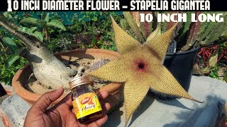 Weird Yet Fascinating 10 Inch Big Flower-Stapelia Gigantea