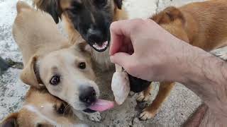 Dogs eating icecream