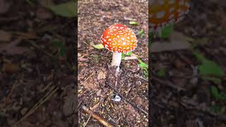 #norway #viral #mushroom #subscribe #wildlife #shorts