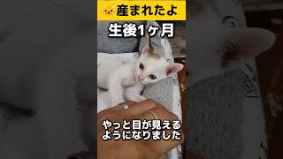 生後1ヶ月の赤ちゃんが可愛いすぎ！#子猫