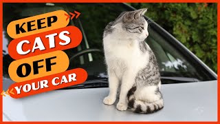 How to Stop Cats Going on Your Car (Most Effective Ways)