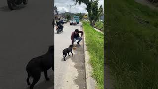 Alimentando perro en la calle