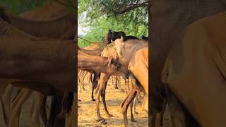 Camel test and Chaska Program #shorts  #shortvideo  #youtubeshorts