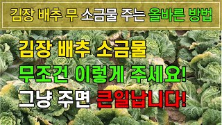 2023년 김장 배추 무 소금물 올바르게 주는 방법