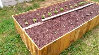 See What's Growing in the Raised Bed