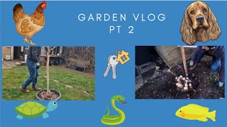 Garden Vlog Part 2 - Finally Planting our  Trees and removing all the bushes.