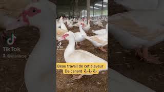 #elevage #chicken #oiseaux #animaux