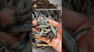 Ayira Meen - Madurai Special Meen - Live Fish in Chennai 🐟🐟 yummy 😋