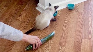 CAT VS CUCUMBER! (FAIL) | ft. Simon the Siamese Cat