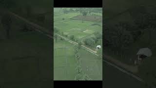 Paddy Field in Northern area Sri Lanka