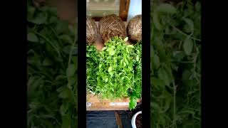 DIY Hanging plants ideas || Hanging decoration ideas 💡|| #shorts #shortvideo #garden