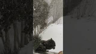 Poor squirrel eating nuts in the middle of snow storm