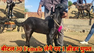 30 Female लेने पर 1 ब्रीडर मुफ्त ? प्योर बीटल बच्चे 20se35 kg ! Visit M J Goat Farm Ajmer #beetal