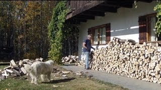 Stacking two cord Aspen firewood before the snow flies timlapse