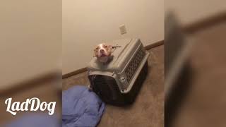 Dog gets head stuck. | LadDog