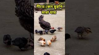 শীতে মুরগি মারা যাওয়ার কারণ #nurbhai #hen #chicken