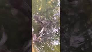 Cat fish in a small pond